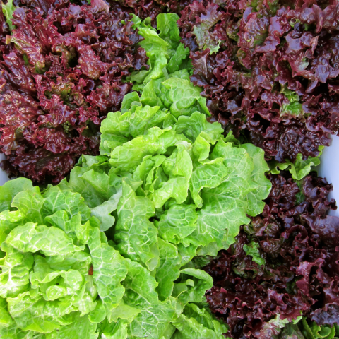 green and red loose leaf lettuce