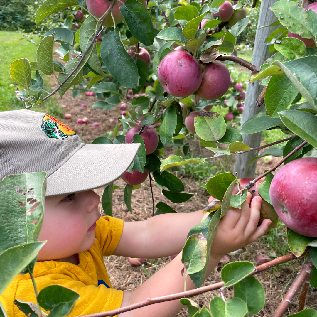 a toddler boy wearing a baseball cap and yellow shirt reaching for apples in an orchard