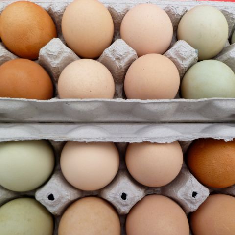 brown, white, and blue eggs in two cartons